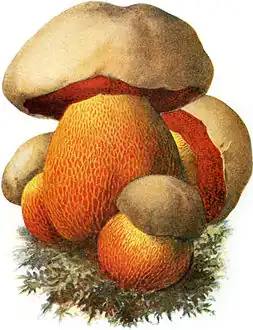 Illustration de Rubroboletus satanas.