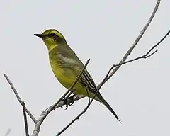 Description de l'image Satrapa icterophrys -Argentina-8.jpg.