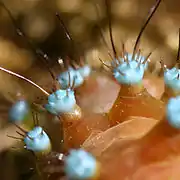 Chenille (détail des protubérances)