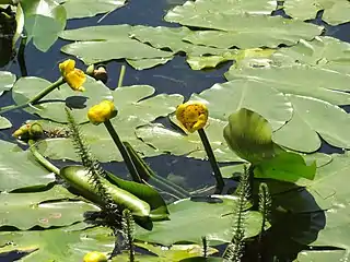 Marais des Grands Prés, renoncules.