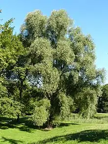 vue d'un saule blanc (salix alba)