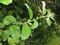 Salix auritaGros plan des feuilles.