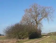 Saule Blanc de 200 ans