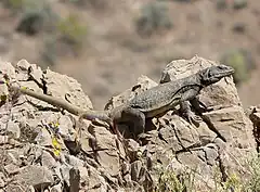 Chuckwalla.