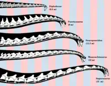 Schéma reconstituant le cou de plusieurs dinosaures sauropodes, Puertasaurus figurant au deuxième position en haut à gauche.