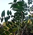 branche de Sauropus androgynus chargée de fruits