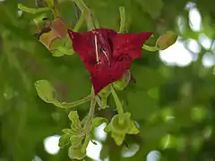 Fleur et fruits