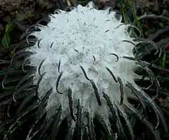 Saussurea gossypiphora (Himalaya)