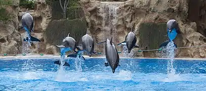 Grands dauphins en représentation.