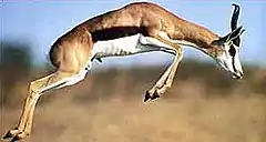 Antilope springbok, emblème animal de l'Afrique du Sud.