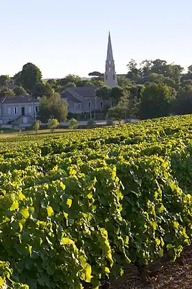 Image illustrative de l’article Sauternes (AOC)