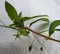 Fleur de Sauvagesia erecta