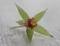 Bouton de fleur de Sauvagesia erecta