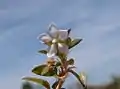 Tige fleurie de Sauvagesia erecta