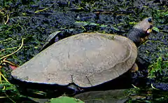 Description de l'image Savanna Side-necked Turtle, Medellin, Colombia.jpg.