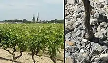 Vignes et terroir de Savennières.