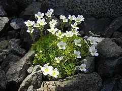 Description de l'image Saxifraga cebennensis 4.JPG.