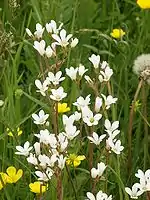 Saxifrage granulée