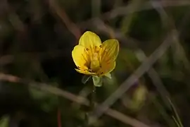 Saxifrage œil-de-bouc.