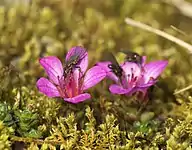 Petites fleurs aux pétales roses et au pistil rouge plantées dans de la mousse. Des mouches grises et noires sont posées au cœur des fleurs.