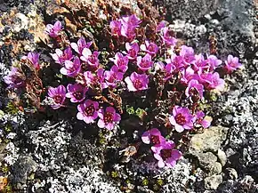 Saxifrage à feuilles opposées.