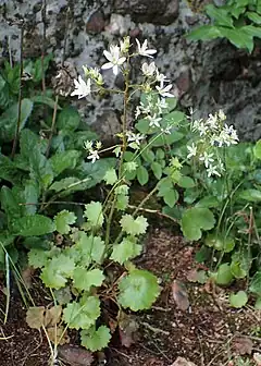 Description de l'image Saxifraga rotundifolia kz08.jpg.