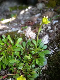 Description de l'image Saxifraga seguieri plant Valais.JPG.