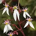 Inflorescence