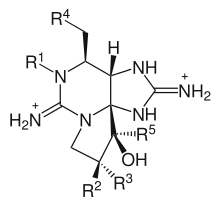 Structure moléculaire générale des saxitoxines