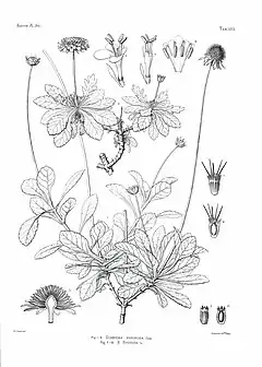 Description de l'image Scabiosa farinosa.jpg.