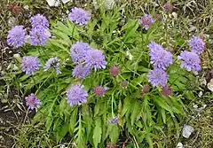 Description de l'image Scabiosa lucida RF.jpg.