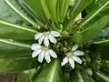 Fleurs à cinq pétales blancs étalés en un demi-cercle, au milieu de longues feuilles lancéolées vertes.