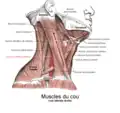 Muscles du cou (vue latérale).