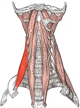 le muscle scalène antérieur.
