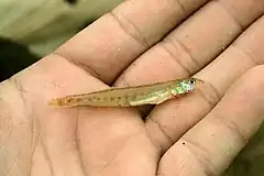 Description de l'image Scaly sand darter (Ammocrypta vivax).jpg.