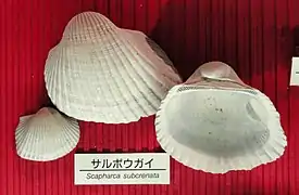 Scapharca subcrenata