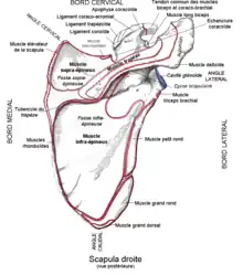 Insertion scapulaire du muscle supré-épineux