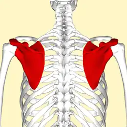 Vue postérieure des deux scapulas