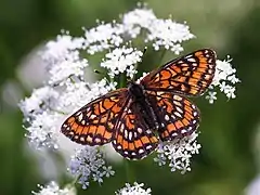 Euphydryas maturna