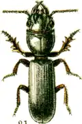Scarites cylindronotus.