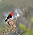 (Mato Grosso, Brésil)