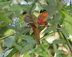 Description de l'image Scarlet-rumped Trogon (Harpactes duvaucelii) - pair.jpg.