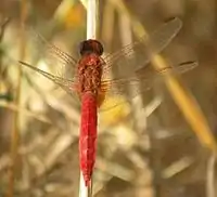 Crocothemis erythraea