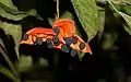 Graines de Sterculia coccinea