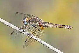 Crocothemis erythraea femelle en Bulgarie. Juillet 2017.