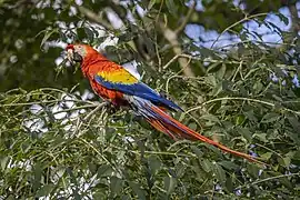 Un ara rouge, près de Copán (Honduras).