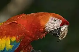 Un ara rouge, près de Copán (Honduras).