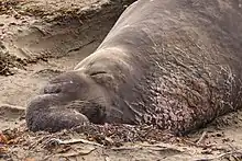 Un éléphant de mer, couché sur le sable, montrant les stigmates d'un combat précédent.