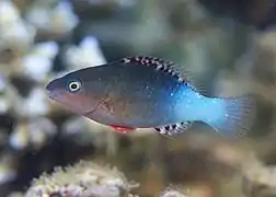 Un poisson perroquet à six bandes (Scarus frenatus) juvénile