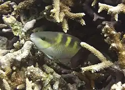 Un poisson-perroquet à cinq selles (Scarus scaber) en phase initiale